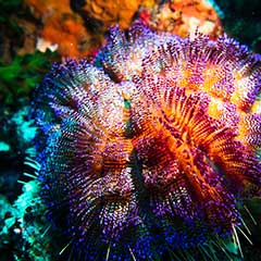 Fire Urchins (Astropyga radiata) in Anilao, Batangas, Philippines