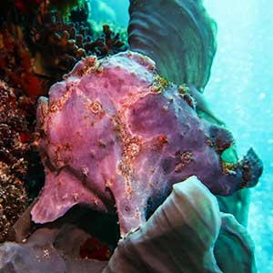 Sea Creatures in the Philippines- Giant Frogfish (Antennarius commerson) in Bohol