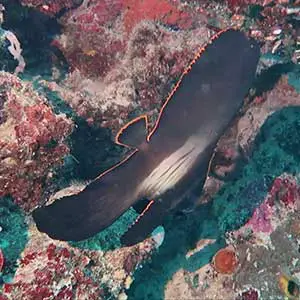 Sea Creatures in the Philippines- Pinnate Spadefish (Platax pinnatus)