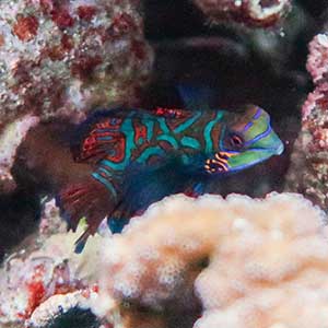 Mandarinfish (Synchiropus splendidus) in Moalboal, Cebu