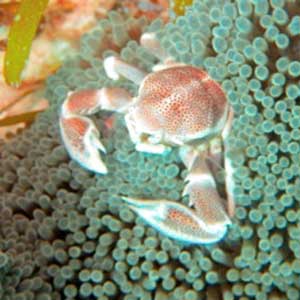 Porcelain Crab (Neopetrolisthes maculatus) Philippines