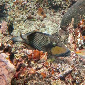 Dangerous Marine Life in the Philippines Titan Triggerfish (Balistoides viridescens)