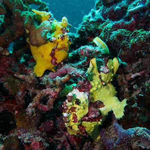 Sea Creatures in the Philippines-Warty/ Clown Frogfish (Antennarius maculatus in Bohol