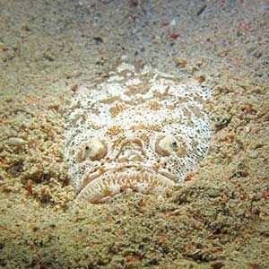 Sea Creatures in the Philippines- Whitemargin stargazer (Uranoscopus sulphureus) Puerto Galera