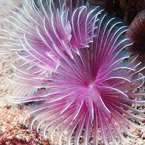 Feather Duster Worm (Bispira sp.) in Anilao Philippines