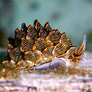 Tiger Butterfly Nudibranch (Cyerce nigra) in Romblon, Philippines