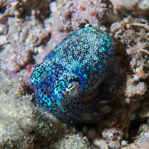 Bobtail squid (Euprymna berryi) in Antique, Philippines