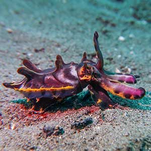 Flamboyant Cuttlefish (Metasepia pfefferi) in Dauin Philippines