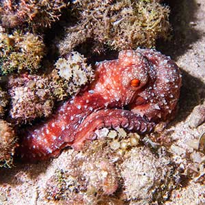 Starry Night Octopus (Callistoctopus luteus) in Antique Philppines