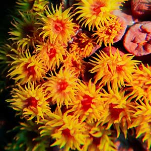 Orange Cup Corals (Tubastrea coccinea)in the Philippines