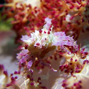 Candy Crab (Hoplophrys oatesi) in Cebu, Philippines