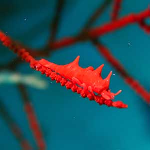 Dragon Shrimp (Miropandalus hardingi) in Romblon, Philippines