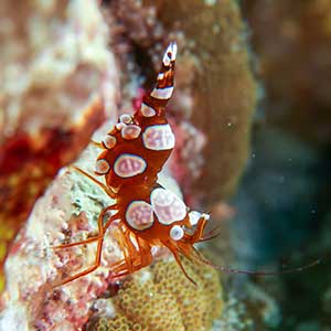 Sexy Shrimp (Thor amboinensis) in Bohol Philippines