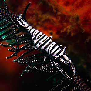 Ambon Crinoid Shrimp (Laomenes amboinensis) in Dauin, Philippines