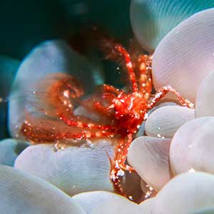 Orangutan Crab (Achaeus japonicus) in Cebu Philippines