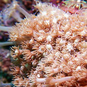Daisy Corals (Goniopora sp.)