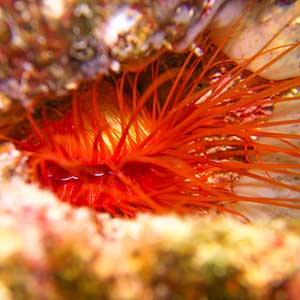 Disco Clams, Electric Clams (Ctenoides ales)in Cebu, Philippines