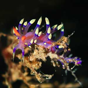 Desirable Flabellina (Coryphellina exoptata) in Romblon Philippines