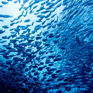 School of Sardines in Moalboal, Cebu