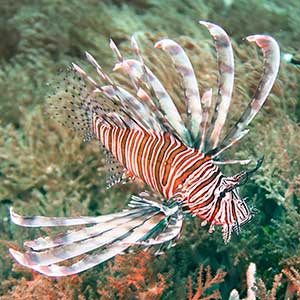 Philippines Red Common Lionfish (Pterois volitans)