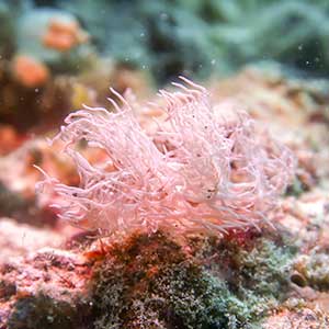 Ghost Nudibranch (Melibe colemani) in Romblon Philippines