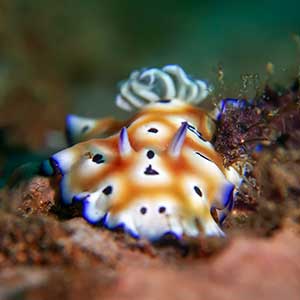 Leopard Nudibranch(Goniobranchus leopardus) in Dauin, Negros Oriental, Philippines