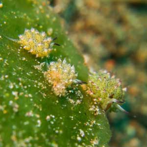 Shaun the Sheep Nudibranch (Costasiella kuroshimae) Dauin Philippines