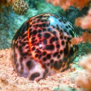 Tiger Cowrie (Cypraea tigris) in Romblon, Philippines