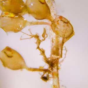 Skeleton Shrimp (Caprella sp.) in Puerto Galera, Philippines