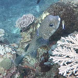 Spot-fin Porcupinefish (Diodon hystrix) in Apo Reef