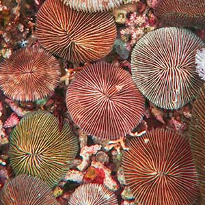 Mushroom Corals (Fungia sp.)
