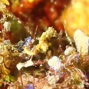 Pontohi Pygmy Seahorse (Hippocampus pontohi) in Romblon, Philippines