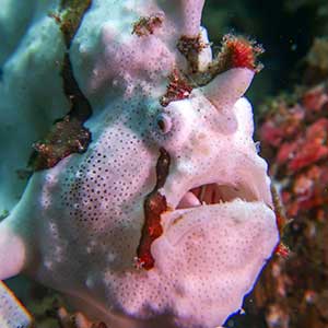 Sea Creatures in the Philippines- Painted/ Spotted Frogfish (Antennarius pictus)in Dauin