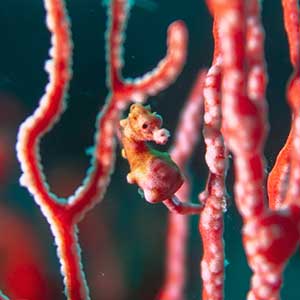 Bargibanti Pygmy Seahorse (Hippocampus bargibanti) in Romblon, Philippines