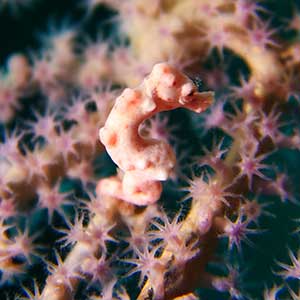 Denise Pygmy Seahorse (Hippocampus denise) in Bohol Philippines