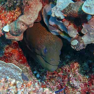 Reef Fish Philippines Giant Moray Eel (Gymnothorax javanicus) in Apo Reef