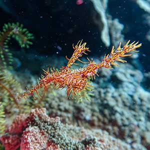 Ornate Ghost pipefish (Solenostomus paradoxus) in Bohol, Philippines