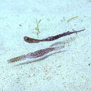 Reef Fish Philippines Robust Ghost Pipefish (Solenostomus cyanopterus) in Siquijor, Philippines