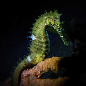 Thorny Seahorse (Hippocampus histrix) anchored to a sponge in Dauin