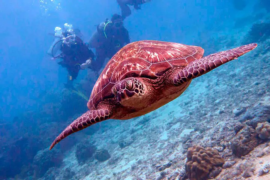 Swimming with sea turtles in Apo Island