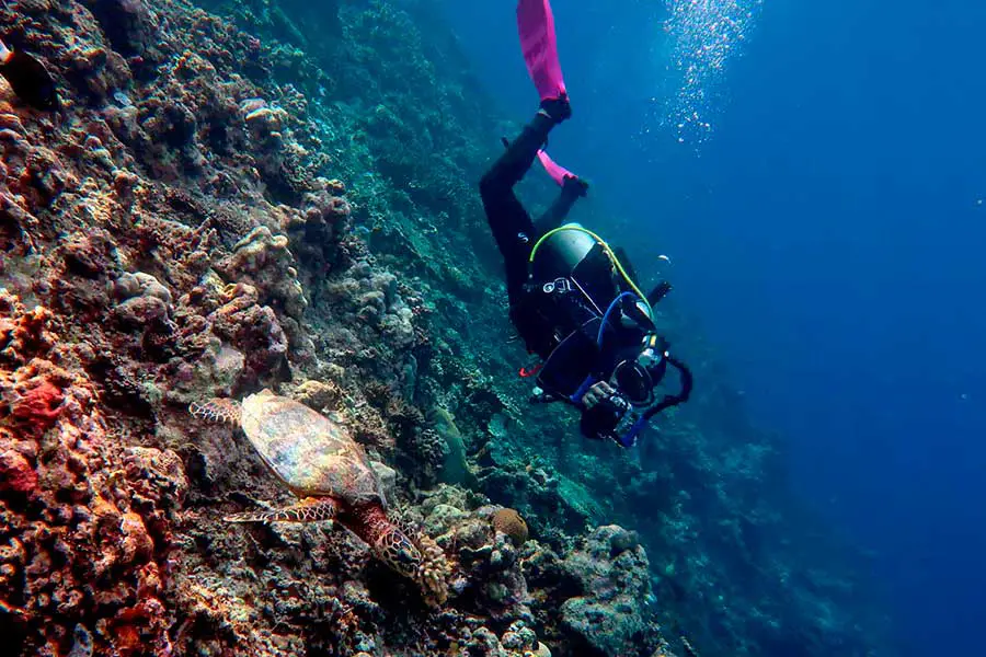 Swimming with sea turtles in Apo Reef