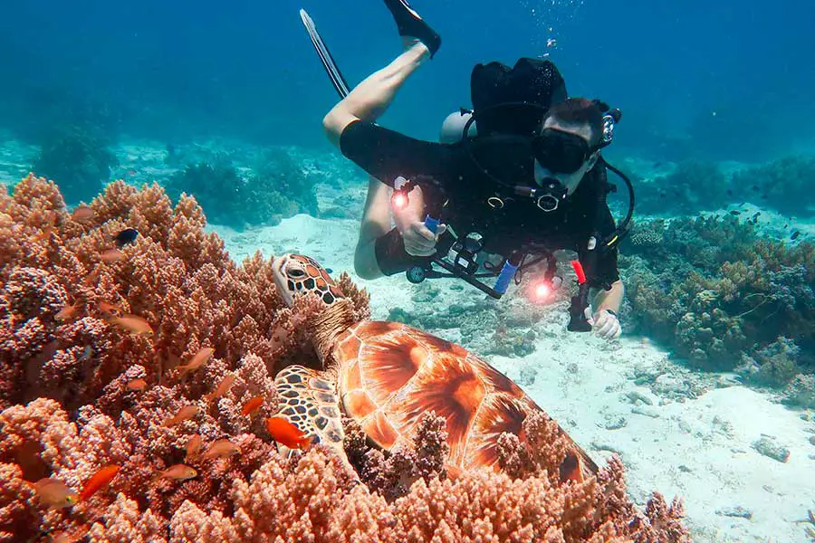 Swimming with sea turtles in Balicasag Island