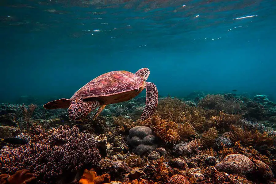 Swimming with sea turtles in the Philippines