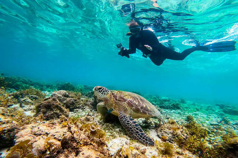 Snorkelling with sea turtle in Moalboal Cebu