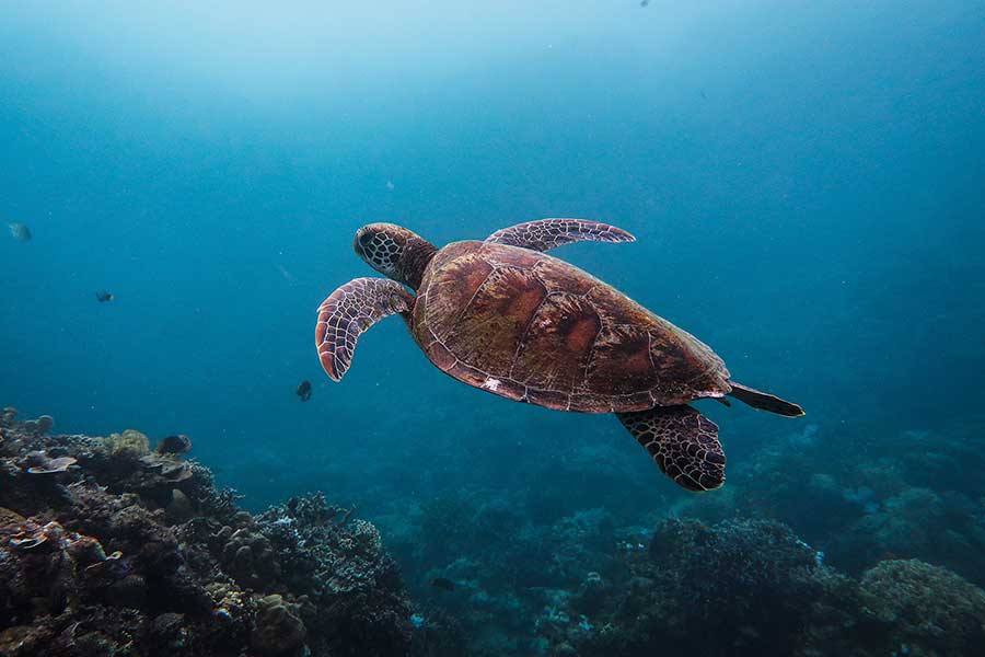 Swimming with sea turtles in Siquijor