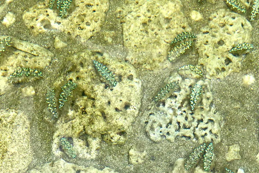 Baby giant clams in Tavarua Nursery already showing their beautiful mantels.