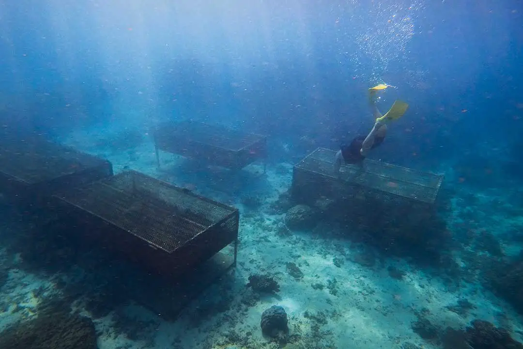 Metal enclosures to protect the giant clams underwater