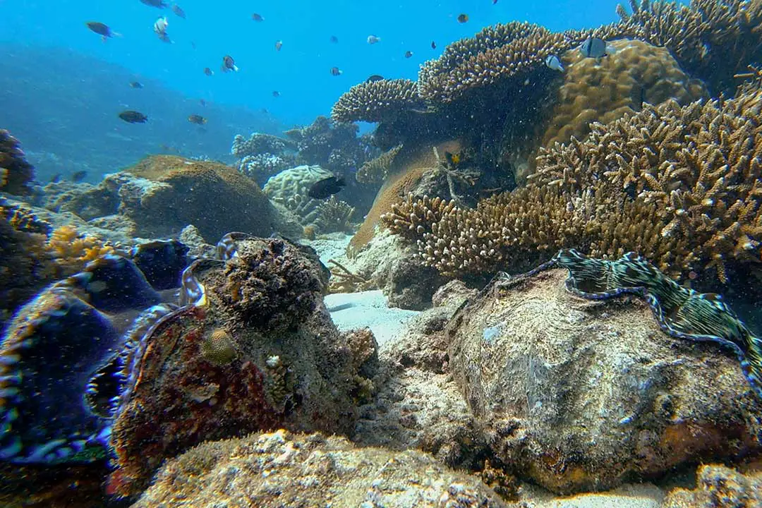 Tavarua Island Giant Clams