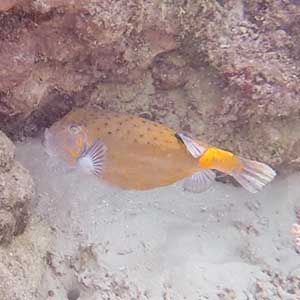 Sea Creatures in the Philippines- Yellow Boxfish (Ostracion cubicus)