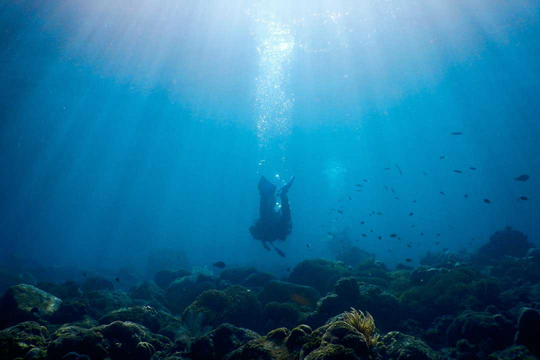 following the divemaster in a dive